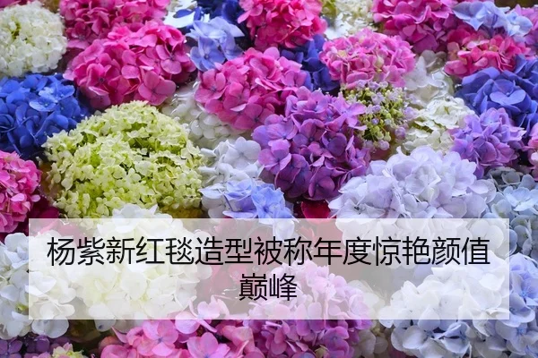 杨紫新红毯造型被称年度惊艳颜值巅峰